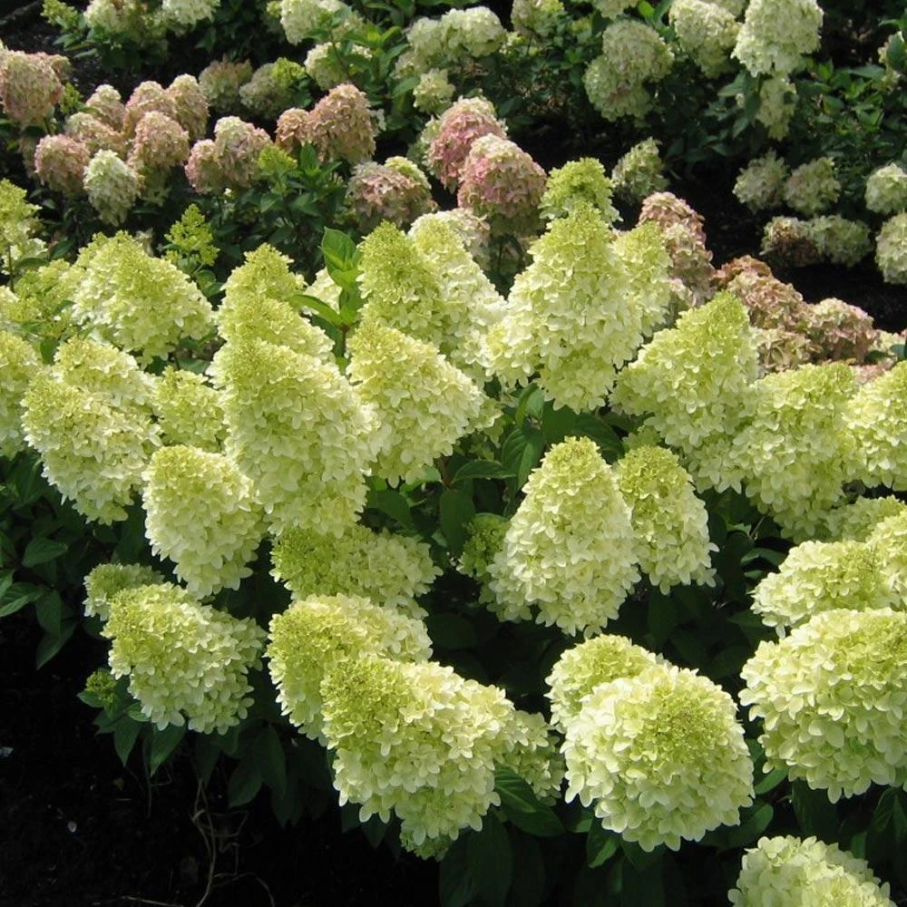 Magical® Candle Hydrangea Shrub 1 Magical® Candle Hydrangea Shrub