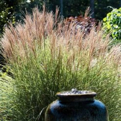 Morning Light Miscanthus -Evergreen Store Maiden Grass Morning light 2 FGT