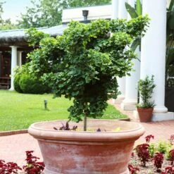 Ginkgo Biloba 'Mariken' Tree 9 Ginkgo Biloba 'Mariken' Tree -Evergreen Store Mairken Ginkgo 1 FGT