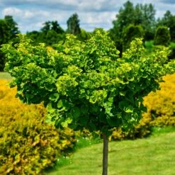 Ginkgo Biloba 'Mariken' Tree 8 Ginkgo Biloba 'Mariken' Tree -Evergreen Store Mairken Ginkgo 8 FGT