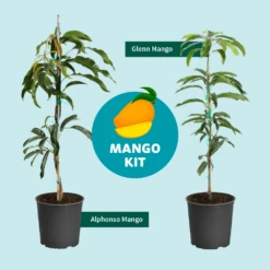 Alphonso Mango -Evergreen Store Mango Kit Graphic dc77f6db ee29 43d2 85de 9f3718171195