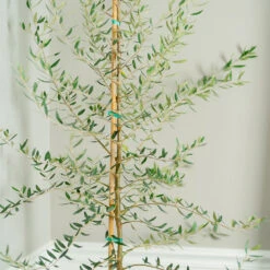 Manzanillo Olive Tree 5 Manzanillo Olive Tree -Evergreen Store Manzanilla Olive Tree 2