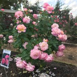 Marc Chagall™ Rose 5 Marc Chagall™ Rose -Evergreen Store Marc Chagall