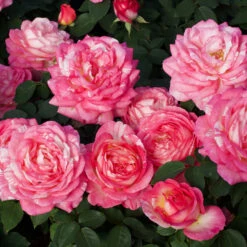 Marc Chagall™ Rose Tree -Evergreen Store Marc Chagall Standard 3