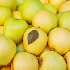 Mutsu (Crispin) Apple Tree -Evergreen Store Matsu Crispin Apple 2 911ff493 b5f3 4735 b48a e3117551cc55