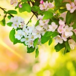 Mutsu (Crispin) Apple Tree -Evergreen Store Matsu Crispin Apple 5 dca4ed85 2ad7 4328 a42e 52262a2a9672