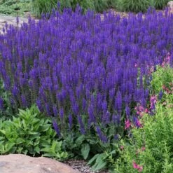 May Night Salvia -Evergreen Store May Night Salvia sage 2 FGT