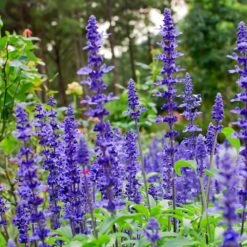 May Night Salvia -Evergreen Store May Night Salvia sage 4
