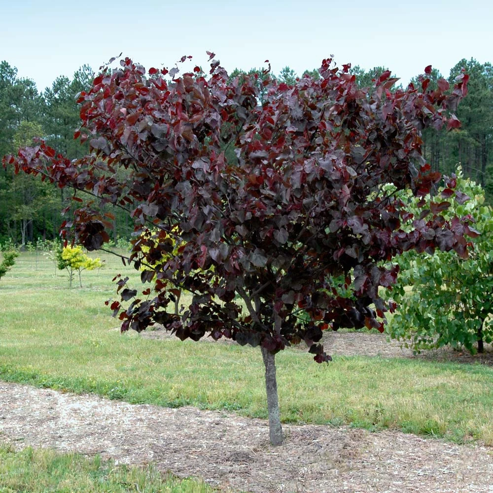Merlot Redbud Tree 2 Merlot Redbud Tree - Image 2