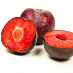 Methley Plum Tree -Evergreen Store Methley Plum 3 6230ed7a 5c4e 4b03 88d0 ad8f75f62363