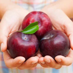 Methley Plum Tree -Evergreen Store Methley Plum 4 4ec34c93 142f 4450 8af1 feb06f93c049