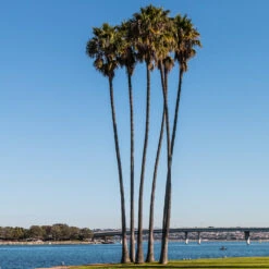 Mexican Fan Palm Tree -Evergreen Store Mexican Fan Palm 1 FGT