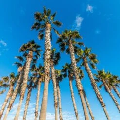 Mexican Fan Palm Tree -Evergreen Store Mexican Fan Palm 4 FGT