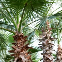 Mexican Fan Palm Tree -Evergreen Store Mexican Fan Palm 9