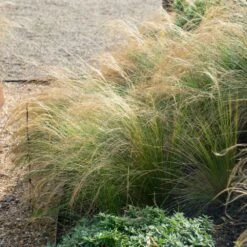 Mexican Feather Grass 7 Mexican Feather Grass -Evergreen Store Mexican Feather Grass 2 FGT