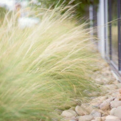 Mexican Feather Grass 9 Mexican Feather Grass -Evergreen Store Mexican Feather Grass 6