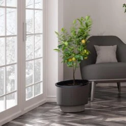 Meyer Lemon Tree - USDA Organic -Evergreen Store Meyer Lemon Tree 3 FGT b7562976 3142 4944 868e f1282fe437b5