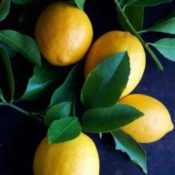 Meyer Lemon Tree - USDA Organic -Evergreen Store Meyer Lemon Tree 4 FGT 86c355b1 1806 432f bbab b2cdc2387094