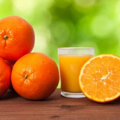 Midknight Valencia Orange 9 Midknight Valencia Orange -Evergreen Store MidKnight Valencia Orange 3