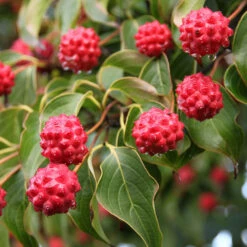 Milky Way Chinese Dogwood Tree -Evergreen Store Milky Way Select 1