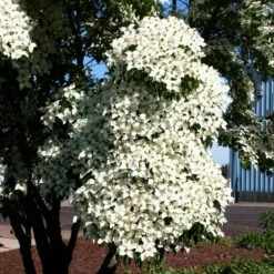 Milky Way Chinese Dogwood Tree -Evergreen Store Milky Way Select 3