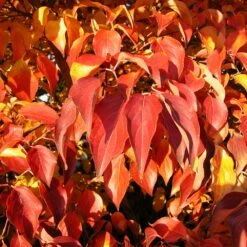 Milky Way Chinese Dogwood Tree -Evergreen Store Milky Way Select 4