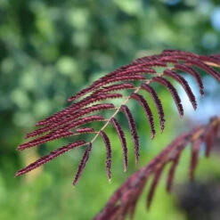 Chocolate Fountain™ Weeping Mimosa -Evergreen Store Mimosa Chocolate Weeping 2