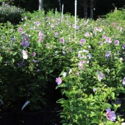Minerva Rose Of Sharon Althea Shrub -Evergreen Store Minerva Rose of Sharon 1