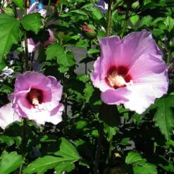 Minerva Rose Of Sharon Althea Shrub -Evergreen Store Minerva Rose of Sharon 2