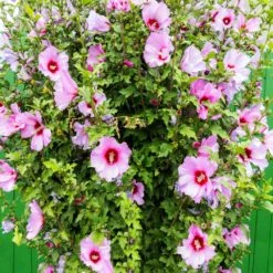 Minerva Rose Of Sharon Althea Shrub -Evergreen Store Minerva Rose of Sharon 3