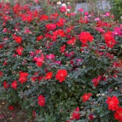 Miracle On The Hudson™ Rose -Evergreen Store Miracle on the Hudson 4 FGT