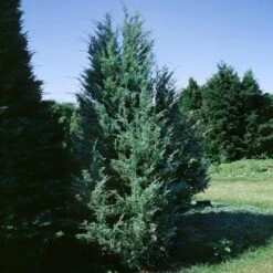 Moonglow Juniper -Evergreen Store Moonglow Juniper 1 BB