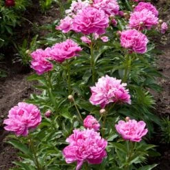 Mr. Ed Peony 5 Mr. Ed Peony -Evergreen Store Mr Ed peony 4 FGT