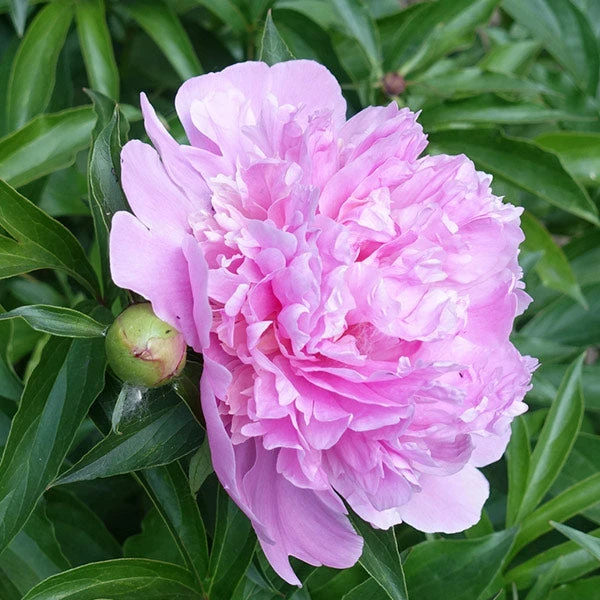 Mr. Ed Peony 1 Mr. Ed Peony