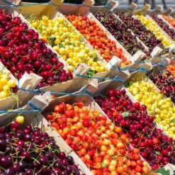 5-in-1 Cherry Tree -Evergreen Store Multi Fruit Cherry FGT e32ce012 a2f1 4781 b601 0391c2246de1