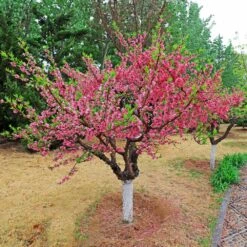 Multi-Peach Tree -Evergreen Store Multi fruit peach 2