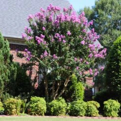 Muskogee Crape Myrtle Tree -Evergreen Store Muskogee Crape Myrtle 7 FGT