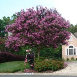 Muskogee Crape Myrtle Tree -Evergreen Store Muskogee Crape Myrtle single trunk