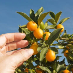 Nagami Kumquat Tree -Evergreen Store Nagami Kumquat 1 FGT 53154ba8 d115 4c13 bdd7 2e152c12e263