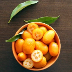 Nagami Kumquat Tree -Evergreen Store Nagami Kumquat 5 FGT