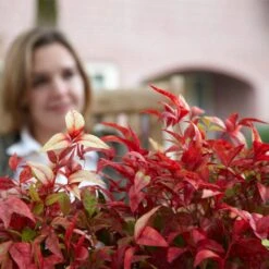 Fire Power Nandina Shrub -Evergreen Store Nandina Firepower 1