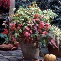 Fire Power Nandina Shrub -Evergreen Store Nandina Firepower 2