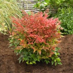 Obsession™ Nandina Shrub -Evergreen Store Nandina Obsession 2
