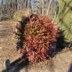 Obsession™ Nandina Shrub -Evergreen Store Nandina Obsession 3