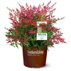 Obsession™ Nandina Shrub -Evergreen Store Nandina Obsession 4