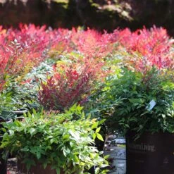 Obsession™ Nandina Shrub -Evergreen Store Nandina Obsession 7 FGT