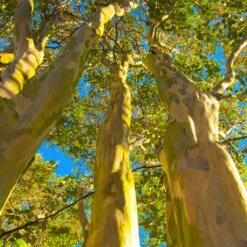 Natchez Crape Myrtle Tree -Evergreen Store Natchez Crape Myrtle
