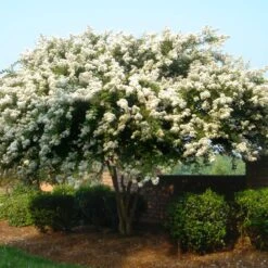 Natchez Crape Myrtle Tree -Evergreen Store Natchez Crape Myrtle 1 FGT
