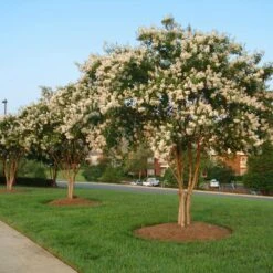 Natchez Crape Myrtle Tree -Evergreen Store Natchez Crape Myrtle 8 FGT