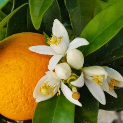 Navel Orange Tree 7 Navel Orange Tree -Evergreen Store Navel Orange 4
